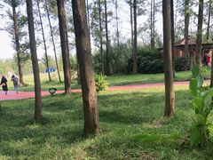 -黄海国家森林公园