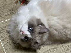 -纳吉亚猫专科动物医院(康都外科中心)