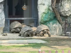 -广东惠东海龟国家级自然保护区