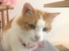 -绒爪撸猫下午茶·猫咖