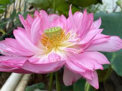 -南国桃园旅游度假区