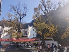 -千年银杏谷文化旅游区