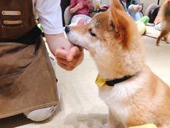 -逗柴咖啡屋·狗咖猫咖宠物桌游