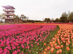 -杭州湾海上花田景区
