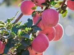 -Apple 零售店(Canton Road)