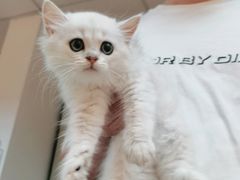 -lincat·猫舍(广州店)