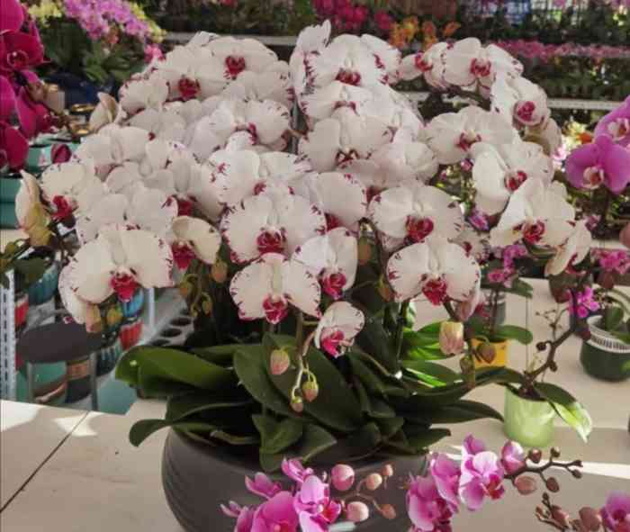 蟹岛国际花卉-"这个季节的蟹岛人比较少,主要去是烧烤,设.