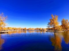 -金塔沙漠胡杨林景区