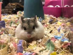 -钓仓鼠(洋桥北里小区店)