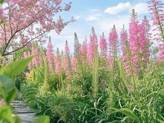 -长白岛森林公园