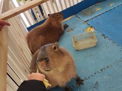 -廊坊固安福朋喜来登酒店