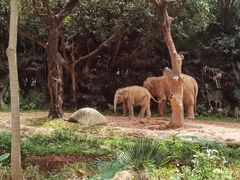 -广州长隆野生动物世界