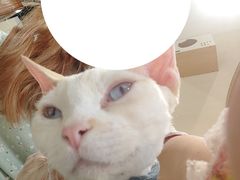 -藏猫猫咖啡主题馆(中央大道店)