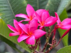 -北京植物园-展览温室