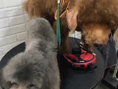 -PETKIT小佩宠物(古北店)