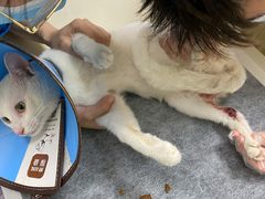 -奈斯宠物医院·核磁CT·异宠专科·内镜(中南店)