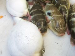 -众彩物流水产市场