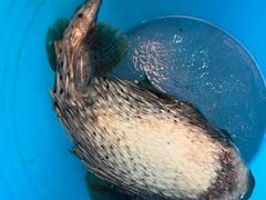 -蓝湾碧波·老字号·疍家非遗海上餐厅