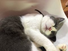 -李小姐の猫咖啡馆(五角场店)