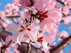 -桃花堤公园
