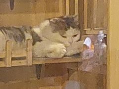 -Mr.Fox狐狸先生超级密室(南山店)