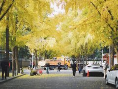 -三里屯东五街银杏大道