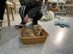 -共舞时光猫咖·狗咖(新街口店)