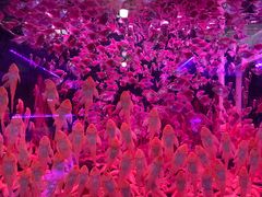 -中环花鸟鱼虫市场