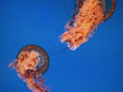 -太平洋海底世界