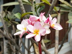 -乌托邦酒吧和餐厅