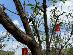 -南国桃园旅游度假区