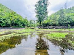 -白水寺森林公园
