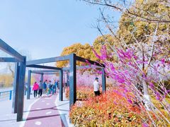 -高东镇樱花园