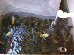 -金台阶鱼馆(于桥水库店)