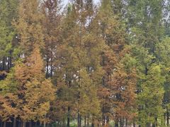 -白鹭湾湿地公园