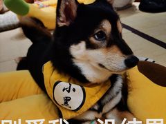 -逗柴咖啡屋·狗咖猫咖宠物桌游