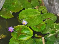 -深圳仙湖植物园