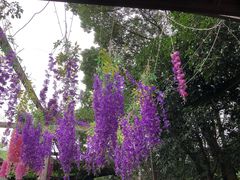 -张鸟园农家乐(张鸟园店)