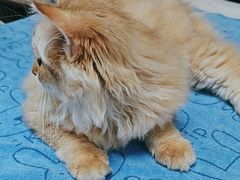 -格蕾宠物医院24H·猫科·肿瘤科·骨科中心(福州总院)