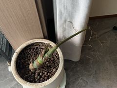 -生如夏花泰式火锅(西村黑金店)