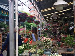 -曲阳花鸟市场(曲阳路店)