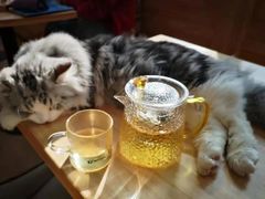 -猫腻·猫咖·撸猫馆(星光大道店)