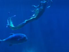 -华夏文旅西安度假区