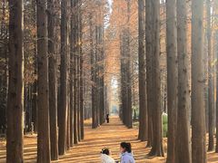 -日照海滨国家森林公园