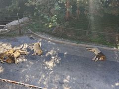 -大连森林动物园