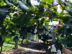 -马陆小张葡萄园农家乐