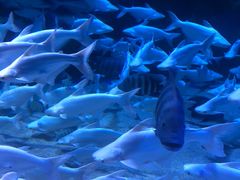 -成都浩海立方海洋公园