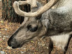 -北极村旅游风景区