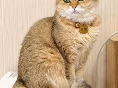 -唐小姐の私宠·宠物洗护美容·撸猫馆·购宠(周浦万达旗舰店)