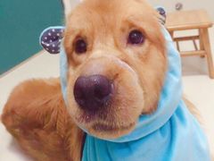 -康旭宠物医院(郑州总院)